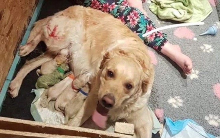 Filhote de golden retriever nasce com pelo verde na Escócia. Veja