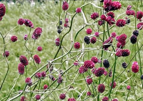 Planta tem indicações para tratamento contra micose e herpes
