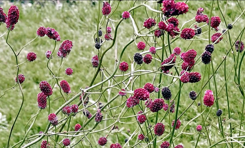 Planta tem indicações para tratamento contra micose e herpes