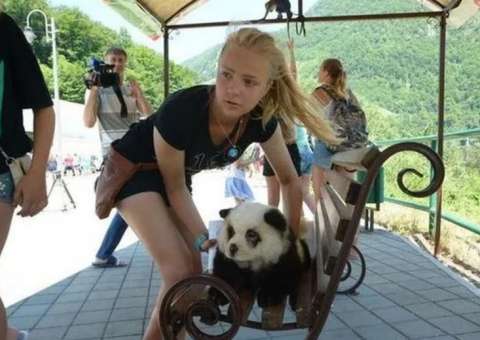 Dono de balneário camufla cão para enganar turistas. Entenda  