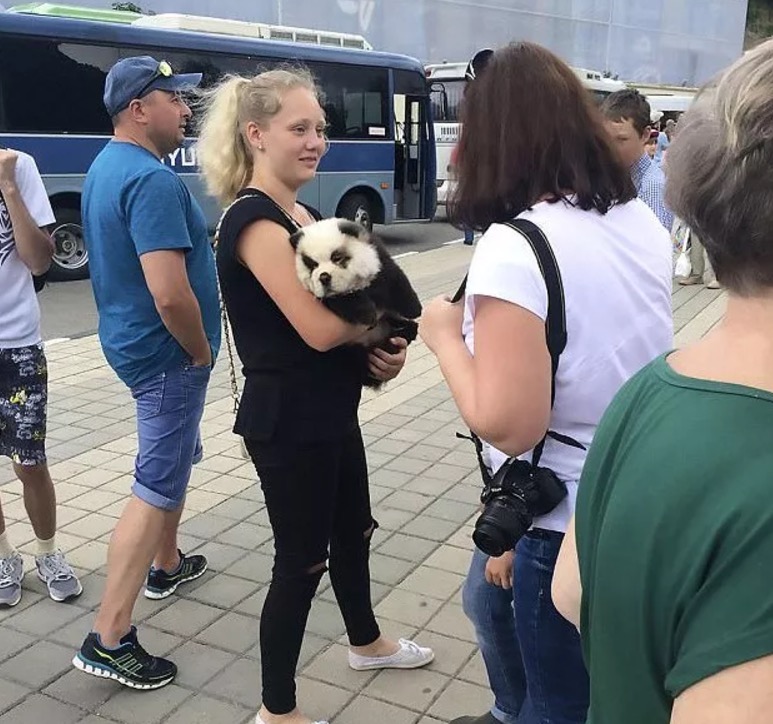 Dono de balneário camufla cão para enganar turistas. Entenda  