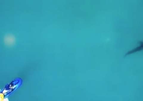 Tubarão aparece e interrompe bateria de Gabriel Medina no Circuito Mundial de Surfe