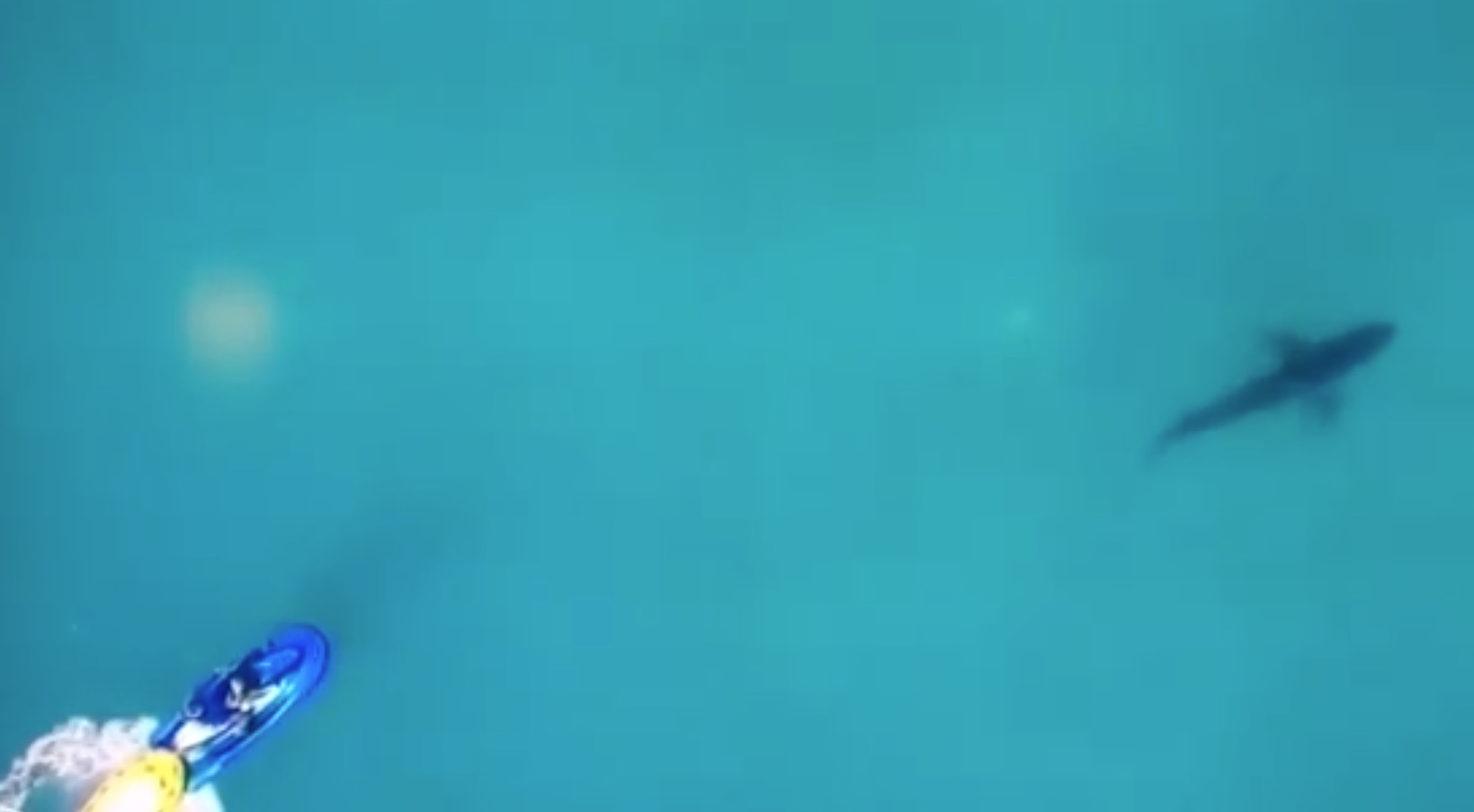 Tubarão aparece e interrompe bateria de Gabriel Medina no Circuito Mundial de Surfe