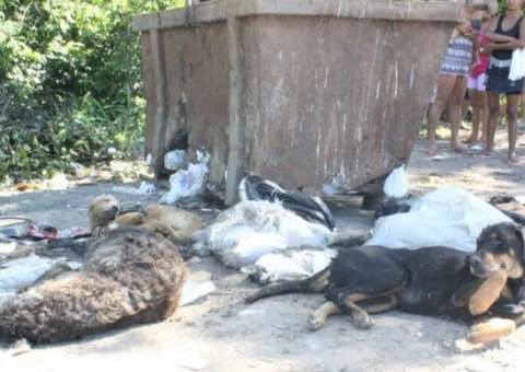 Sai laudo sobre morte de cães e gatos encontrados em lixeira de Feira de Manaus