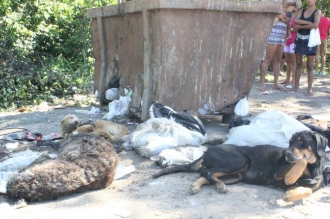 Sai laudo sobre morte de cães e gatos encontrados em lixeira de Feira de Manaus