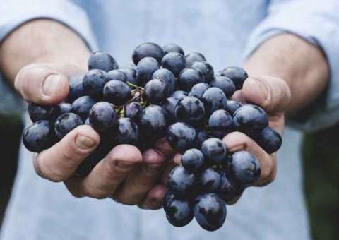 Caroço de fruta pode ajudar na redução de acumulados no fígado 
