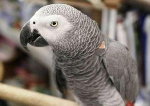 Mulher é condenada por matar marido em caso 'testemunhado' por papagaio