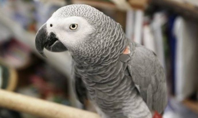 Mulher é condenada por matar marido em caso 'testemunhado' por papagaio