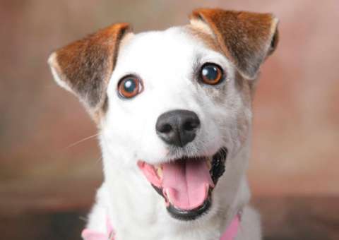 Galerias populares promovem evento de Adoção de Pets neste fim de semana em Manaus 