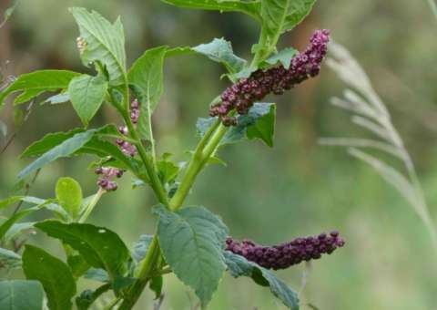 Anticancerígena, planta pode ser usada contra artrite e câncer de pele