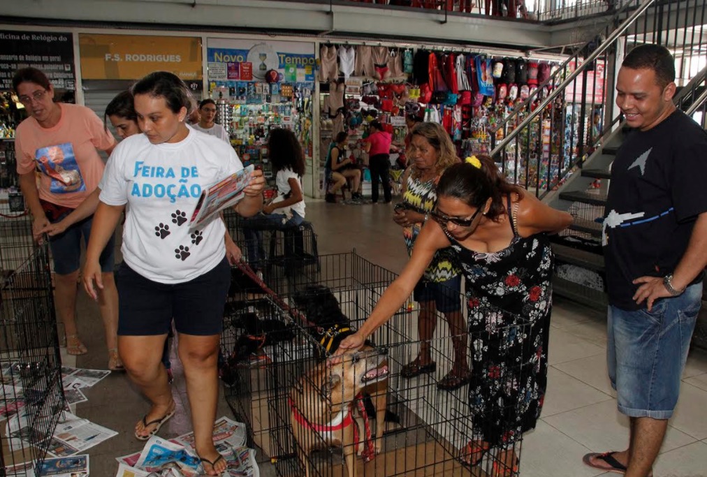 Exposição de animais para adoção atrai público no Centro