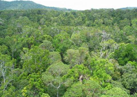 Bombeiros buscam por adolescentes desaparecidos há 15 dias em mata no Amazonas