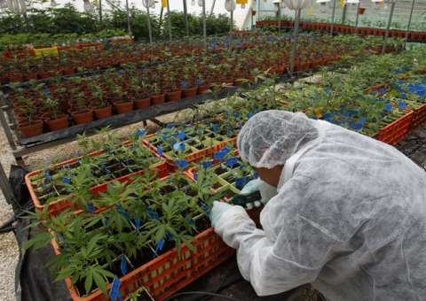 Anvisa propõe autorizar cultivo de maconha medicinal no Brasil 