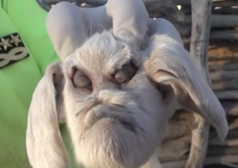 Bode com 'cara humana' viraliza nas redes sociais e deixa internautas assustados