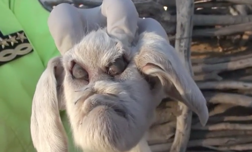 Bode com 'cara humana' viraliza nas redes sociais e deixa internautas assustados