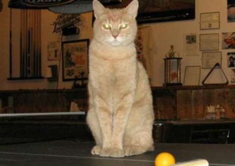 Gato-prefeito de vilarejo no Alasca morre aos 20 anos