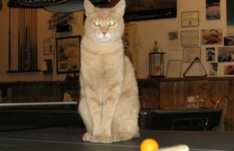 Gato-prefeito de vilarejo no Alasca morre aos 20 anos