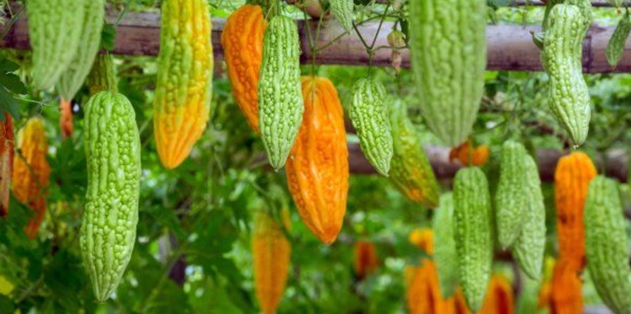 Chá de fruta exótica da Amazônia trata inflamações hepáticas 