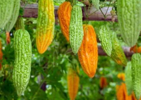 Chá de fruta exótica da Amazônia trata inflamações hepáticas 