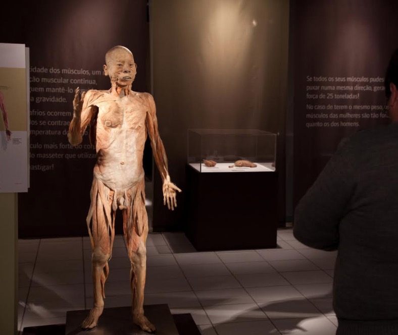 Exposição internacional O Fantástico Corpo Humano chega ao fim