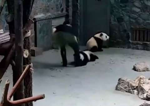  Vídeo de maus-tratos contra filhotes de panda revolta internautas na China 