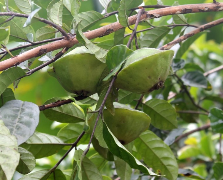 Fonte de vitaminas, planta é boa para visão e ajuda na memória   