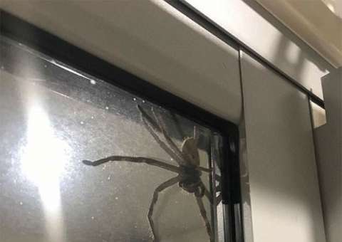 Casal é impedido de sair de casa ao se deparar com aranha gigante 