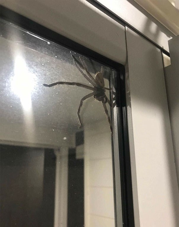 Casal é impedido de sair de casa ao se deparar com aranha gigante 