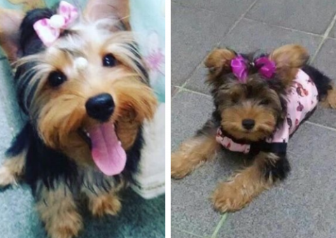 Yorkshire de 6 meses é roubada por homens armados e dona pede ajuda para encontrá-la