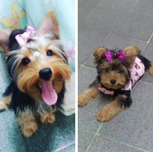 Yorkshire de 6 meses é roubada por homens armados e dona pede ajuda para encontrá-la