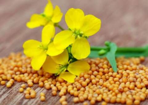 Semente usada em temperos tem propriedades anticancerígenas. Conheça 