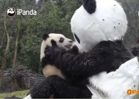 Tratador se fantasia de panda para ser 'babá' de filhotes