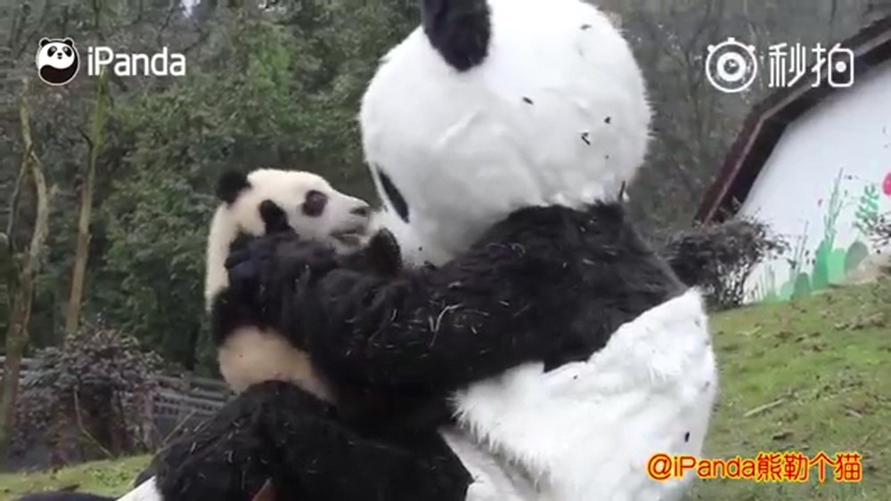 Tratador se fantasia de panda para ser 'babá' de filhotes