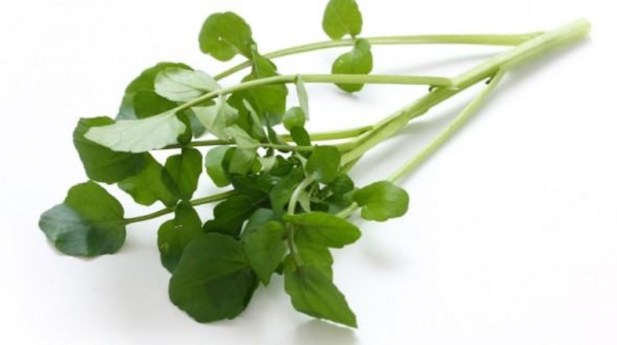 Planta aquática é indicada para tratar aftas e gengivites 