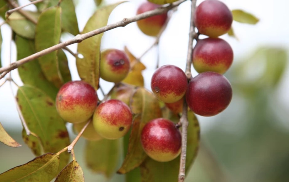 Consumo de fruta amazônica melhora a saúde do coração. Conheça 