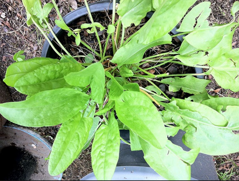 Pesquisas buscam comprovar eficácia de planta no tratamento contra o câncer 