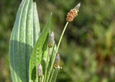 Chá de planta combate infecções nas vias urinárias e respiratórias 