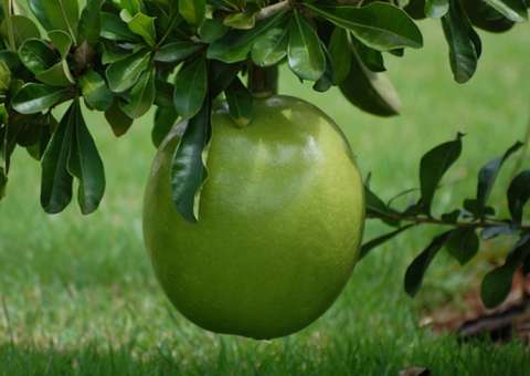 Planta contém propriedades terapêuticas mas seu uso pede atenção. Conheça 