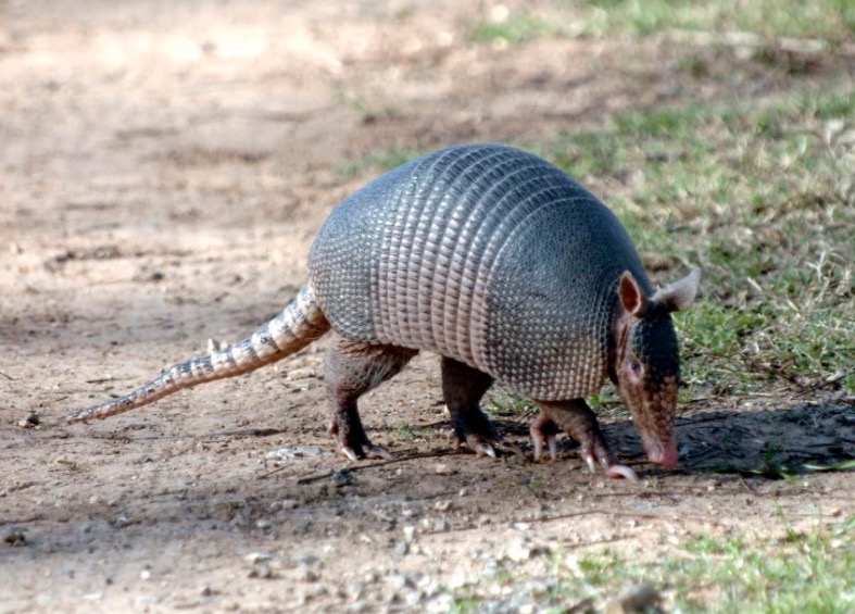 Homem atira em tatu mas bala volta e atinge a cabeça dele 