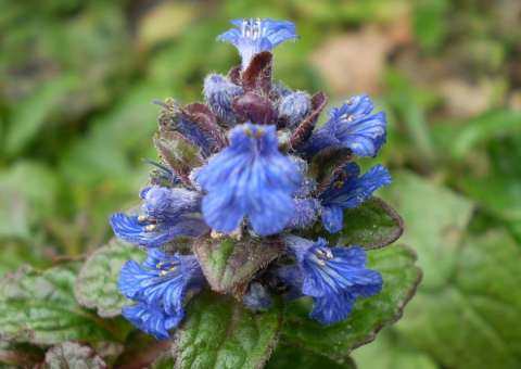 Erva tem propriedades medicinais para curar casos de amigdalites 