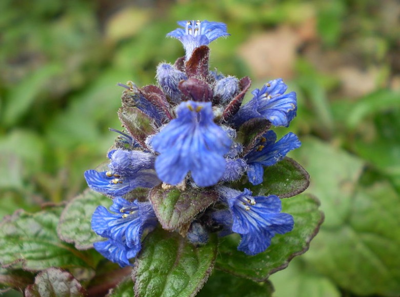 Erva tem propriedades medicinais para curar casos de amigdalites 