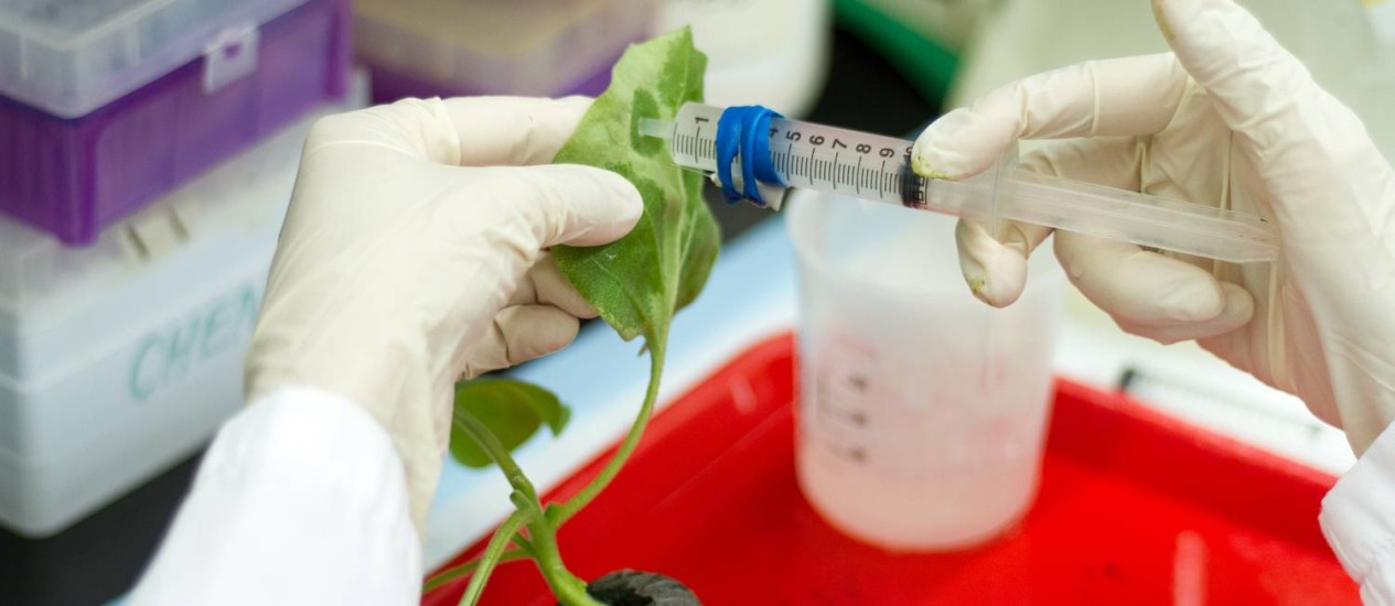 Nova candidata a vacina da zika é barata e feita em planta de tabaco 