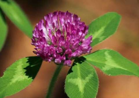 Erva é apontada como preventiva para vários tipos de câncer 