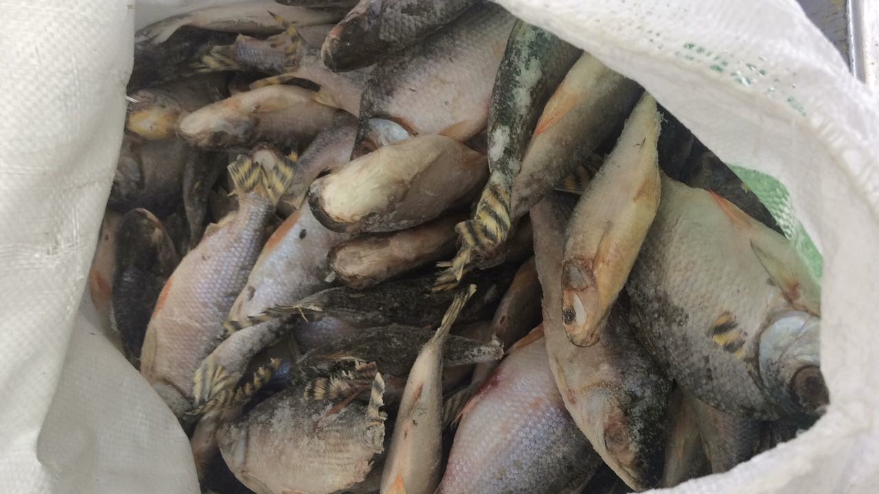 Mesa Brasil distribui 60 toneladas de pescado na Região Metropolitana de Manaus