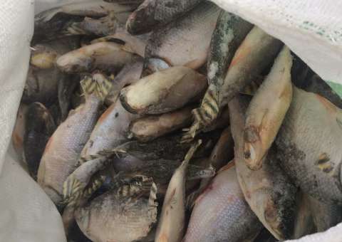 Mesa Brasil distribui 60 toneladas de pescado na Região Metropolitana de Manaus