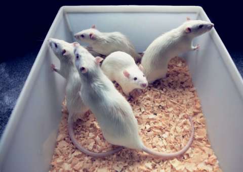 Estudo demonstra como 'ataque' do sistema imune leva ao aborto espontâneo