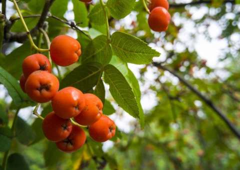 Fruto nativo da Amazônia pode ser alternativa nutricional 