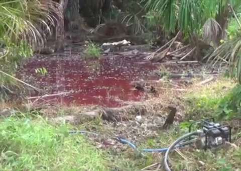 Instituto avaliará impactos ambientais de vazamento de óleo em município do AM