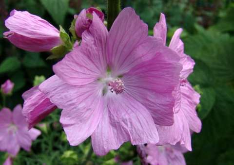 Flor e semente usadas na fabricação de perfume podem tratar gastrite 