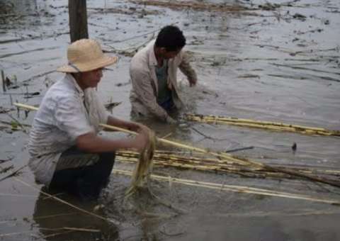Governo inicia o pagamento da subvenção aos produtores de malva e juta